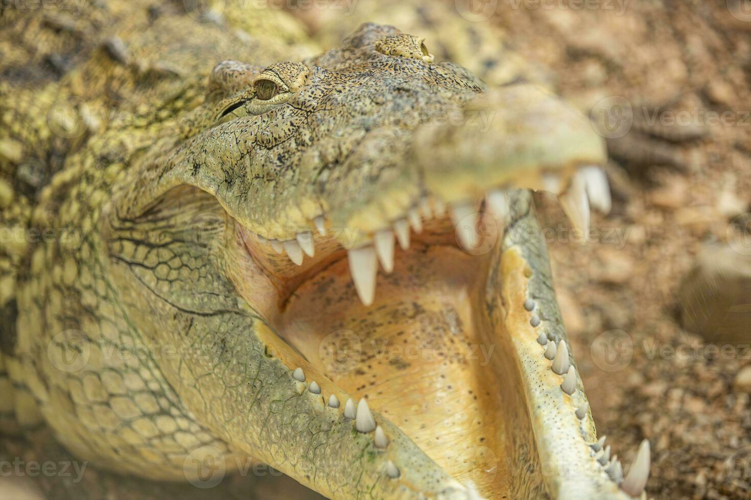 A small crocodile with an open mouth. Crocodile at the zoo, closeup animal portrait photo