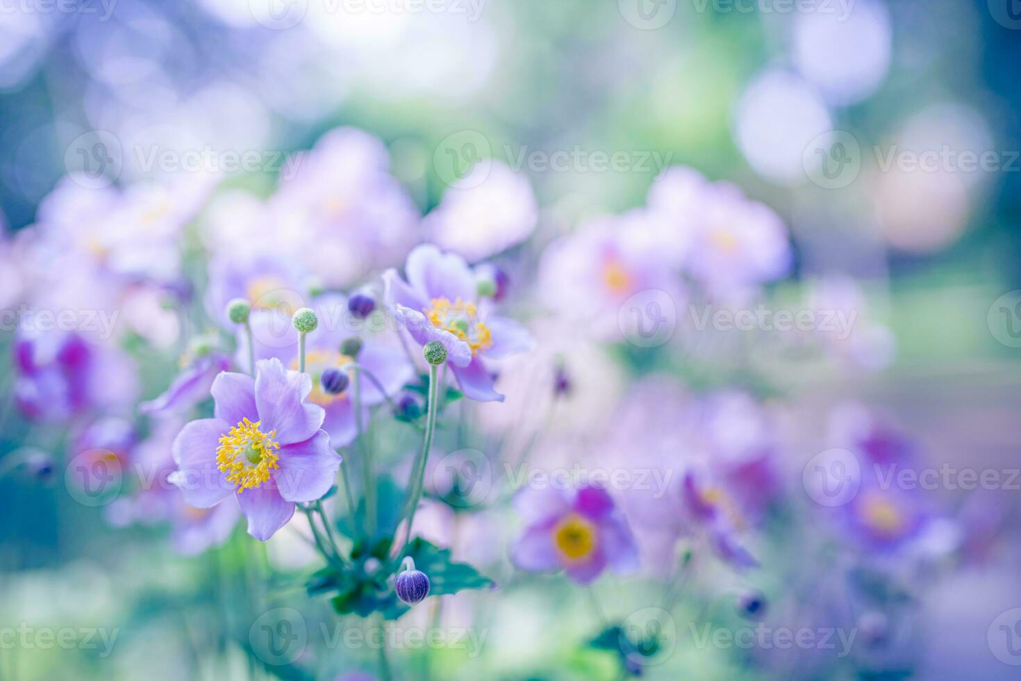 Spring forest landscape purple flowers primroses on a beautiful blurred background macro. Floral nature background, summer spring background. Tranquil nature close-up, romantic love flowers photo