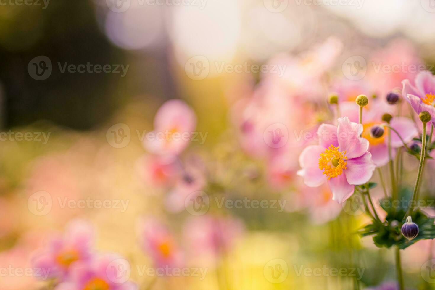 Spring forest landscape purple flowers primroses on a beautiful blurred background macro. Floral nature background, summer spring background. Tranquil nature close-up, romantic love flowers photo