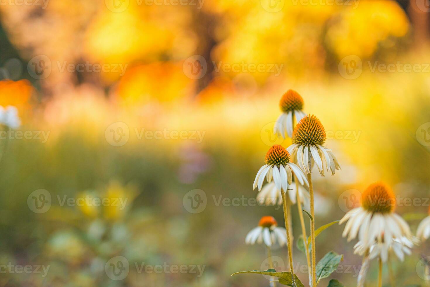 White purple cosmos flowers in meadow in rays of sunlight on blurred nature landscape park background with copy space, soft focus, beautiful bokeh. Autumn flowers bright foliage backdrop photo