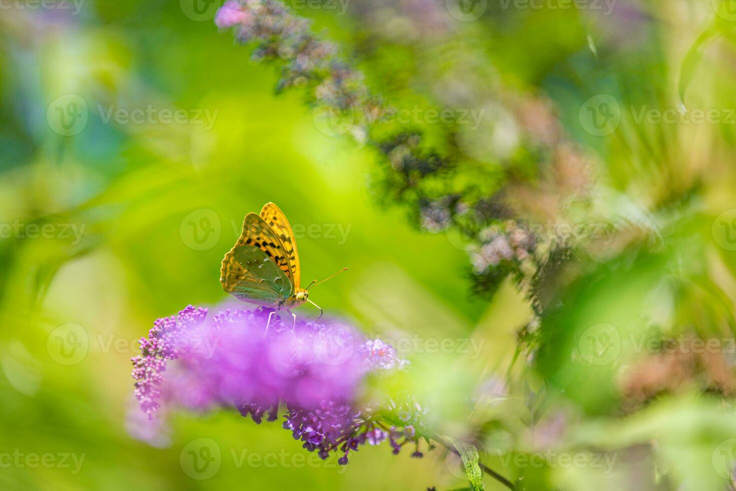 rosado flor macro en verano primavera floral árbol en Mañana antecedentes Brillo Solar y mariposa, de cerca naturaleza panorámico vista. verano natural paisaje con Copiar espacio. tranquilo primavera verano naturaleza foto