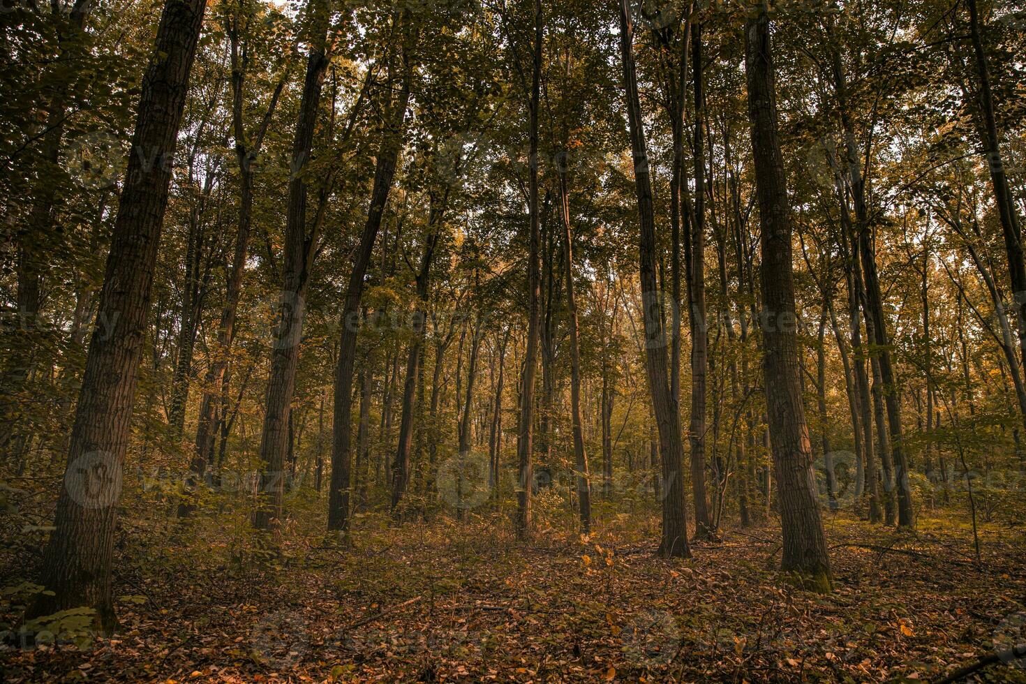 Gorgeous autumn panorama of a sunny forest. Autumn scenery in panorama format a forest in vibrant warm colors with sun shining through the leaves. Amazing autumn nature photo