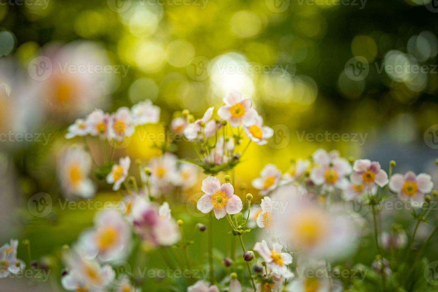 Spring forest landscape purple flowers primroses on a beautiful blurred background macro. Floral nature background, summer spring background. Tranquil nature close-up, romantic love flowers photo