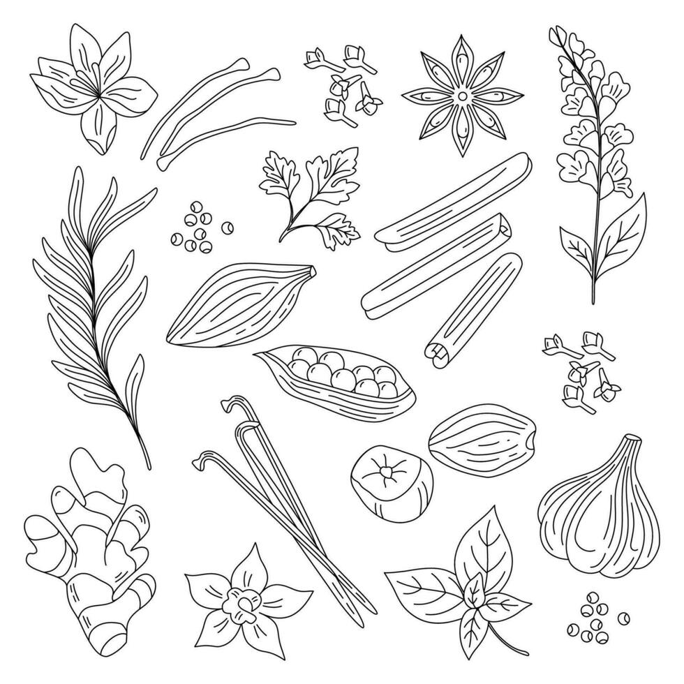 Spices and herbs. Hand drawn vector illustration. Line art. Ginger, cinnamon, vanilla, anise, basil, rosemary, cardamon.Perfect for use to create culinary projects, menus, packaging, patterns, prints