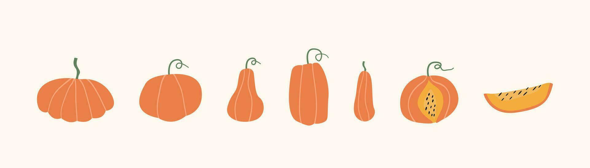 conjunto de otoño calabazas, nuez squash y calabaza de diferente forma y tamaños, cortado rebanada y entero. estacional otoño cosecha. Víspera de Todos los Santos naranja vegetales. de colores plano vector ilustración en blanco.