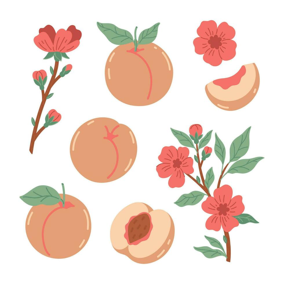 Set of peaches and twigs with flowers isolate on a white background. Vector graphics.