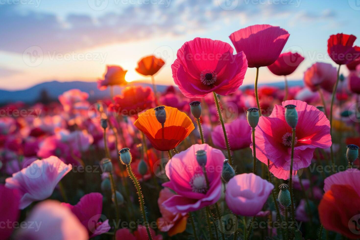 AI generated Blooms poppies in tranquil day to night evolution, spring photography photo