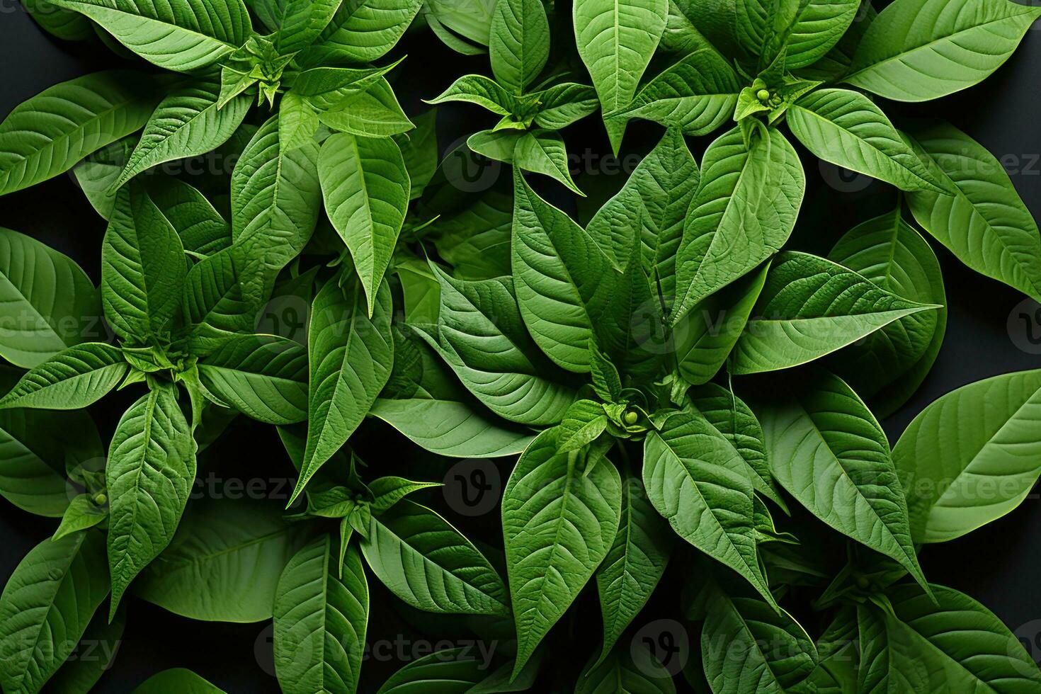 AI generated A captivating arrangement of green leaves representing the interconnected cycle of life, nature conservation photos