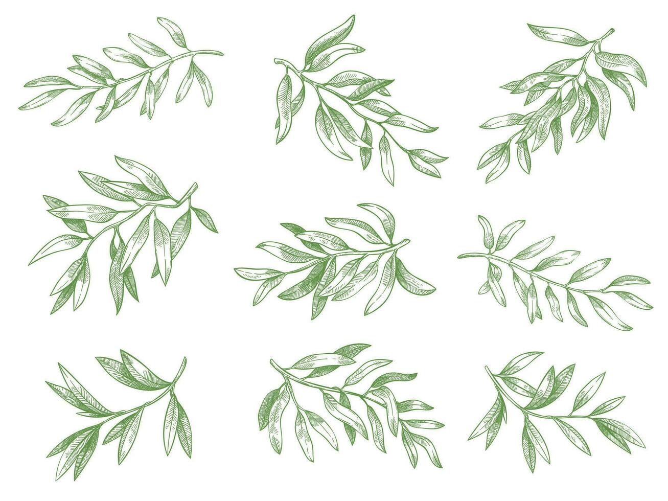 Olive branches. Green greek olives tree branch with leaves decorative hand drawn vector sketch illustration set