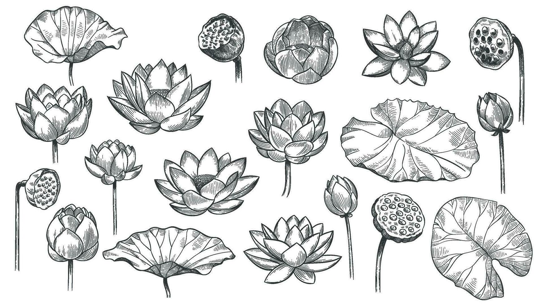 Lotus. Sketch floral composition lotus flowers and leaves, magic flower life symbol, black outline botanical plant hand drawn vector set