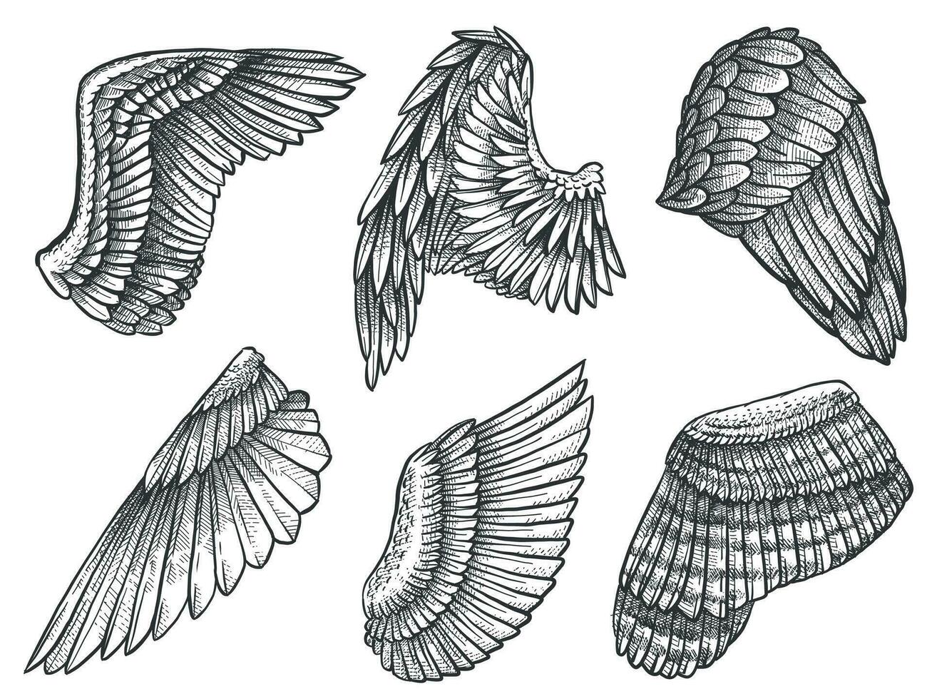 bosquejo alas. mano dibujado águila, ángel detallado ala con plumas, heráldico elementos para tatuaje, tarjeta o mascota grabado dibujo vector conjunto