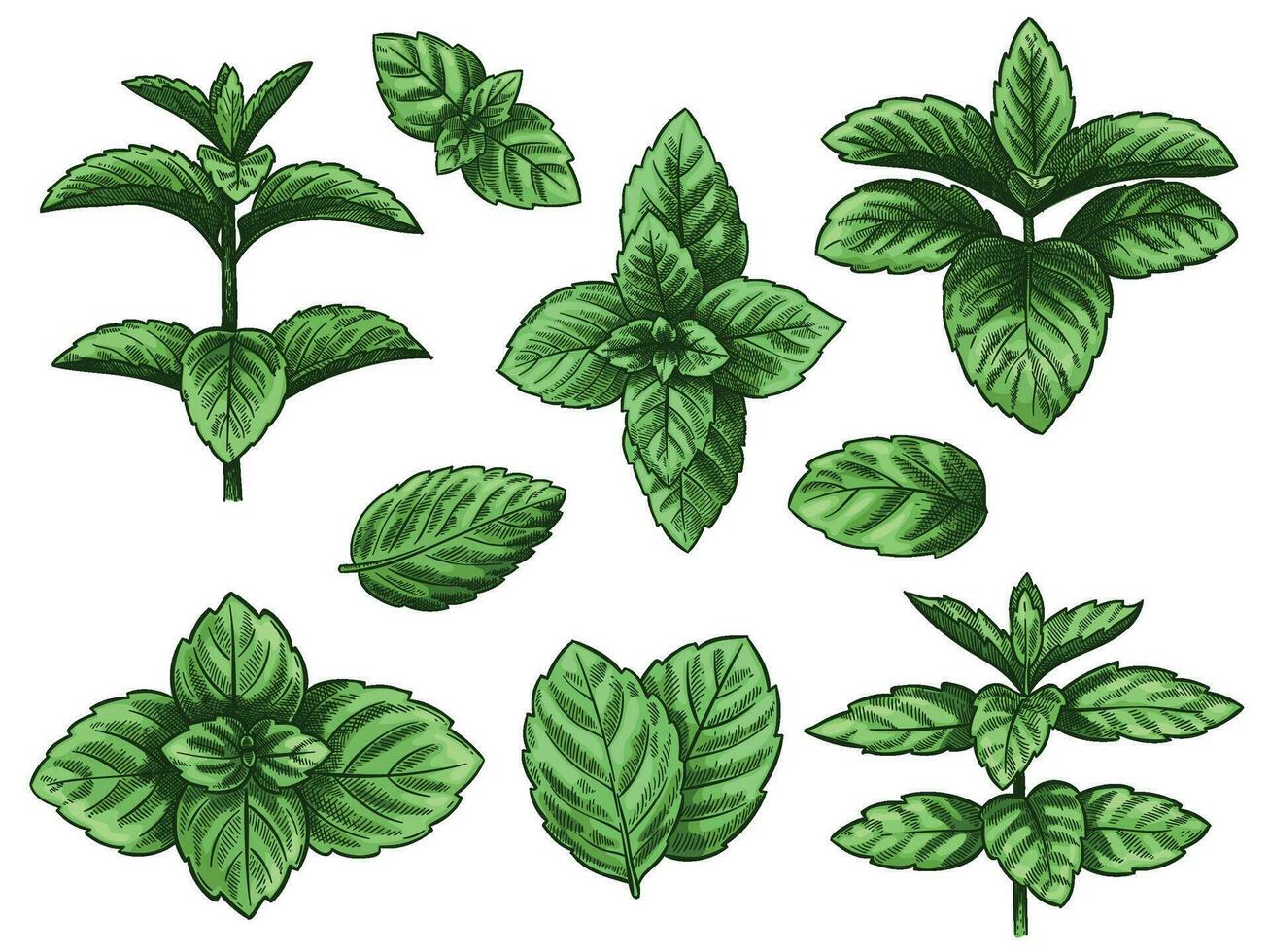 Green mint leaves. Sketch peppermint herb, spearmint plant. Melissa menthol leaf vintage hand drawn vector botanical isolated set