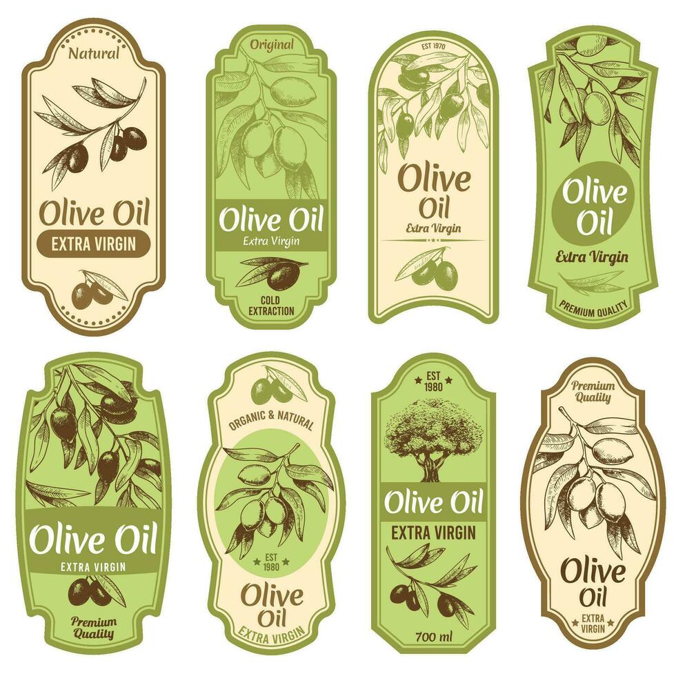 Olive oil label. Premium extra virgin oils, black olives on branches with leaves and hand drawn olive tree sketch vector illustration set