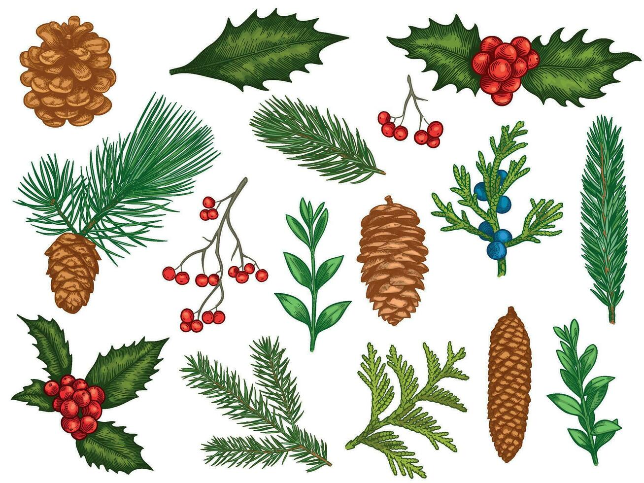 Xmas floral. Flower christmas winter decorations, red poinsettia, mistletoe, holly leaves with berries, fir branches, pine cones vector set