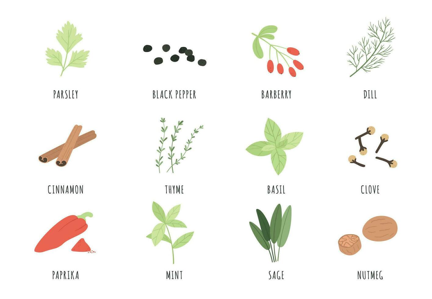 Spices and herbs. Cartoon black pepper, basil and dill, thyme. Cinnamon, sage and paprika, mint and parsley, clove and nutmeg vector set