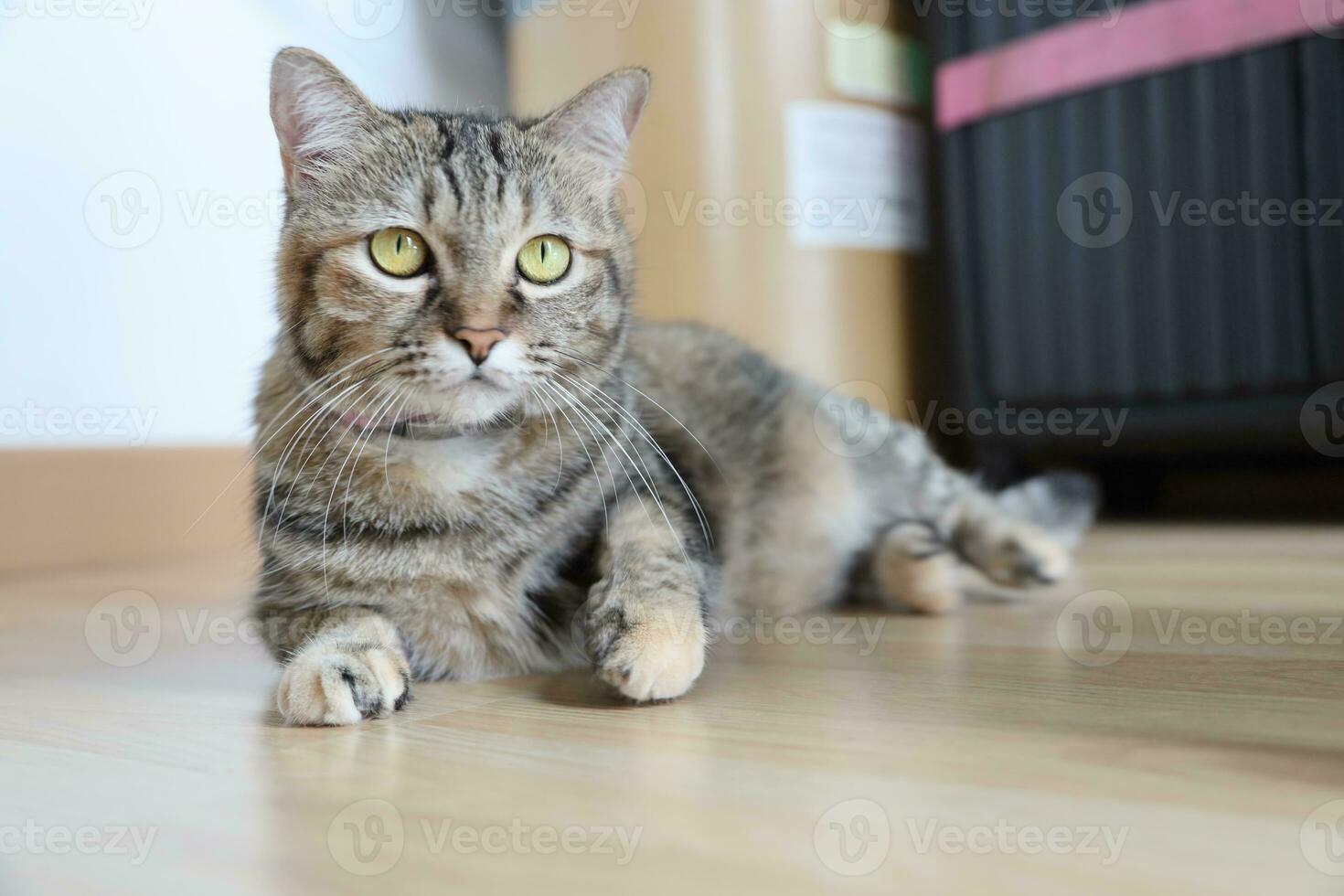 Adult Tabby Cat photo