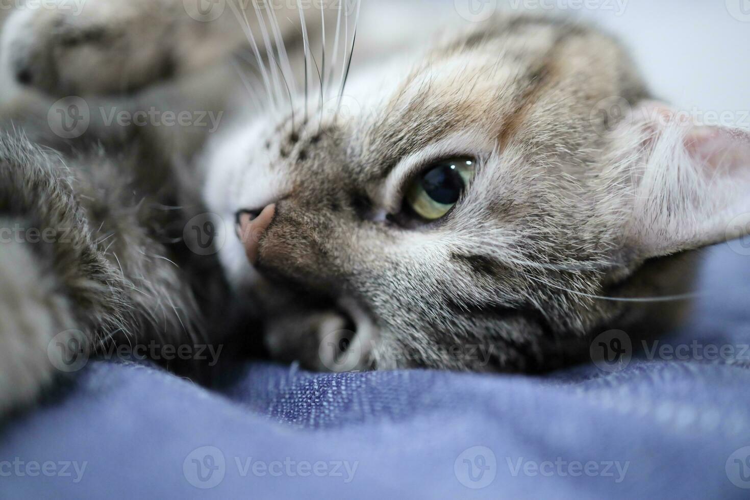 Adult Tabby Cat photo