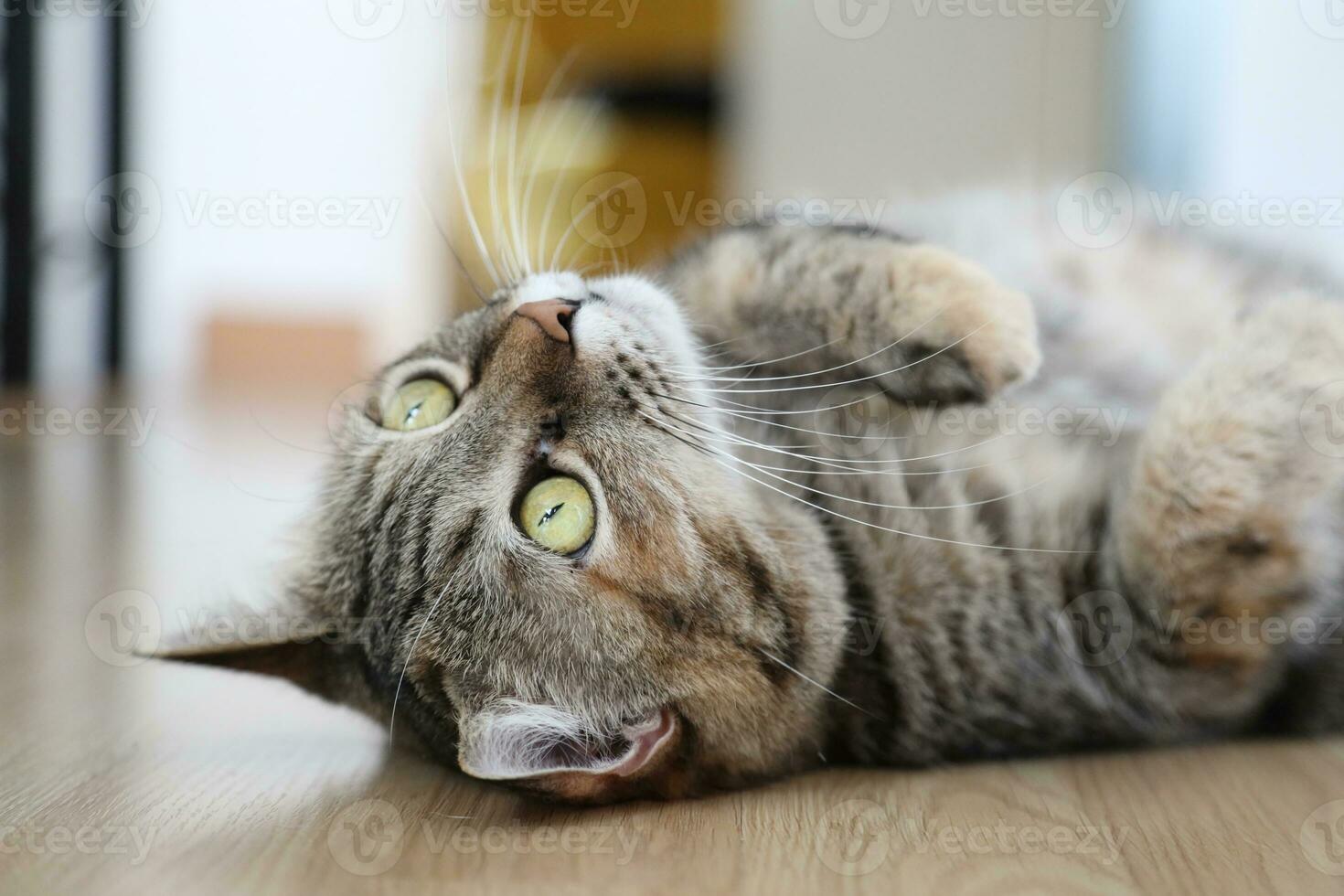 Adult Tabby Cat photo