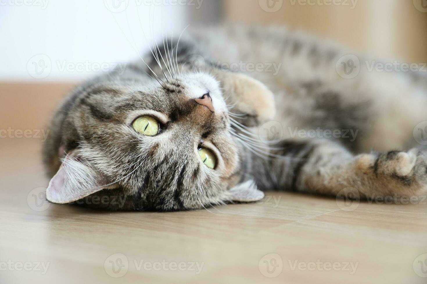 Adult Tabby Cat photo