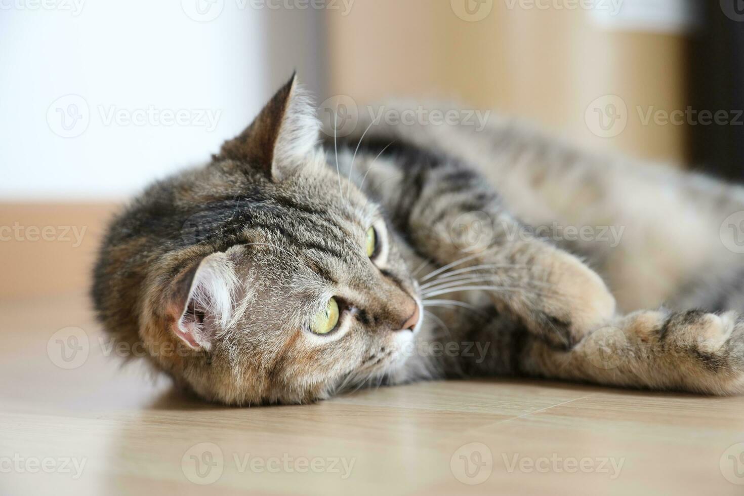 Adult Tabby Cat photo