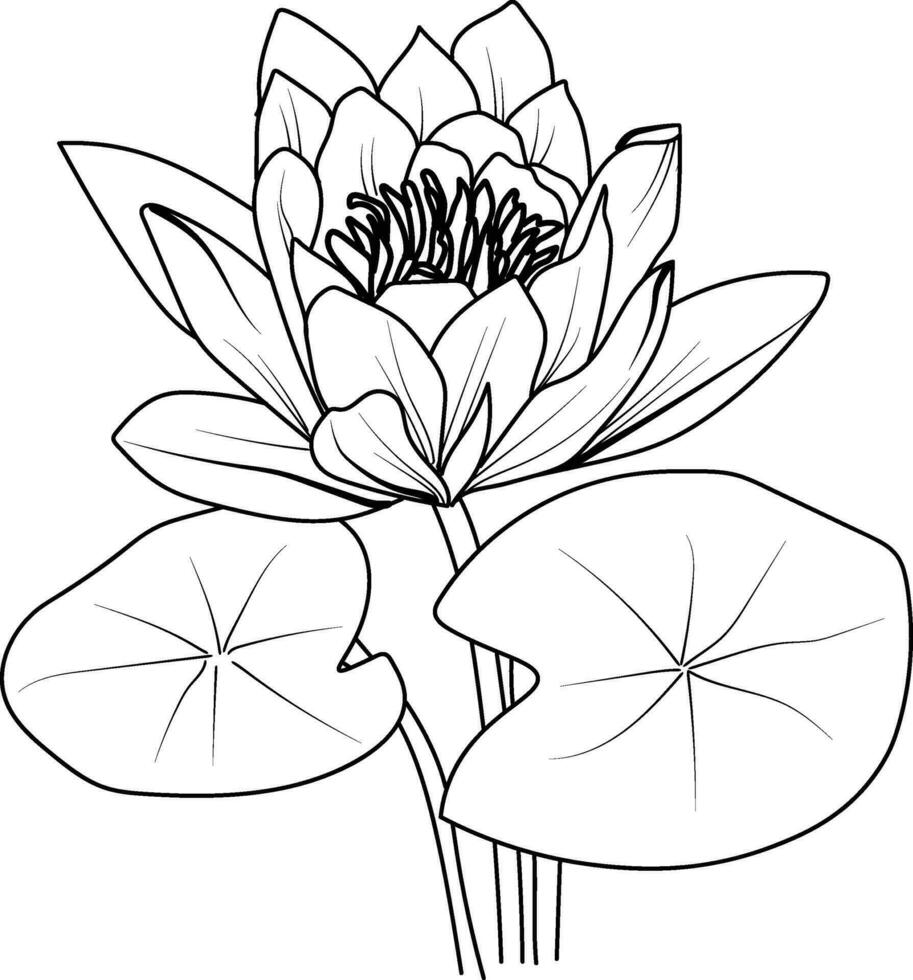 lirio de agua flor arte, vector ilustración de un ramo de flores de egipcio loto , en dibujado a mano botánico primavera elementos natural colección línea Arte para colorante página aislado en blanco antecedentes