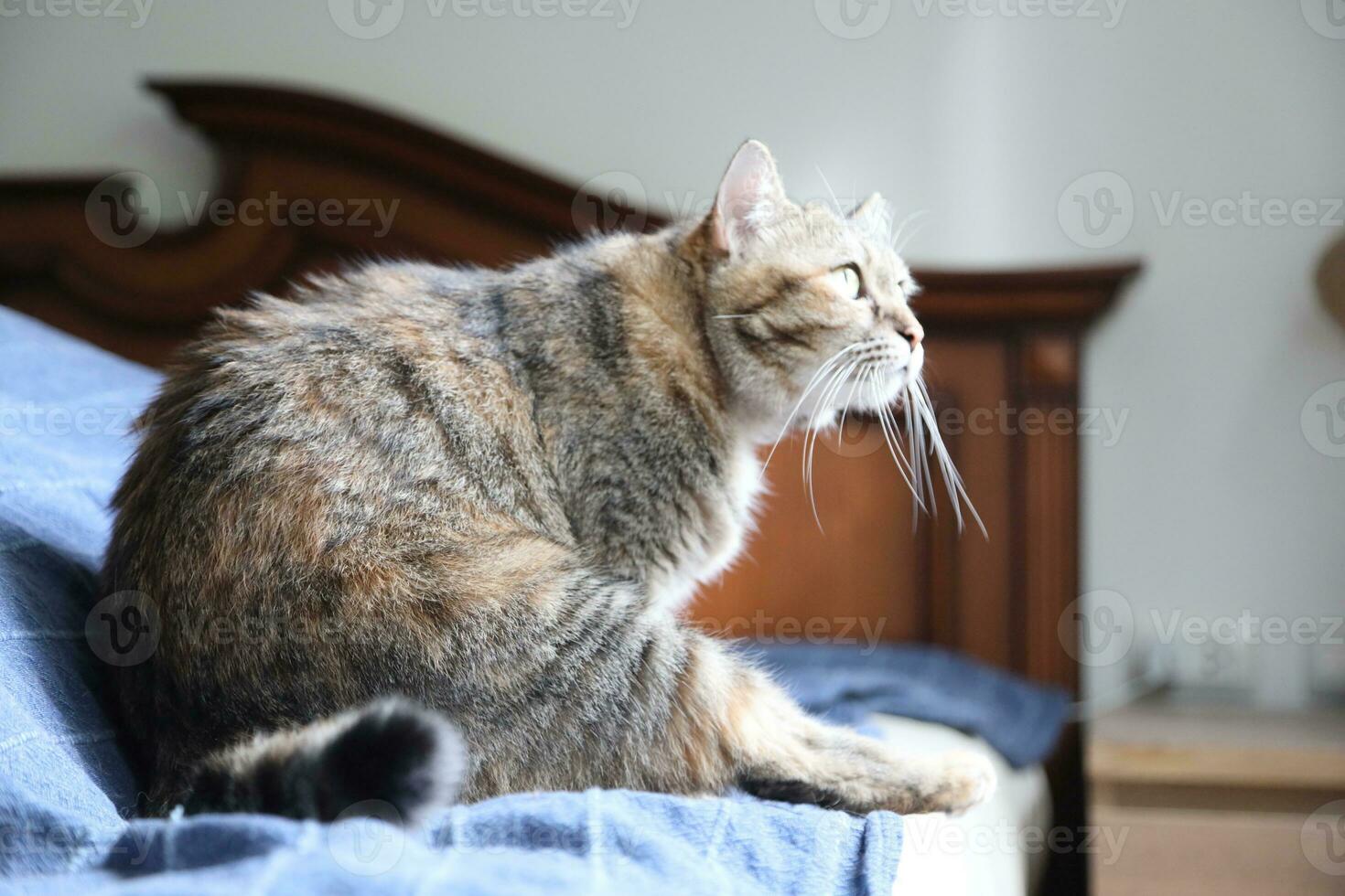 Adult Tabby Cat photo