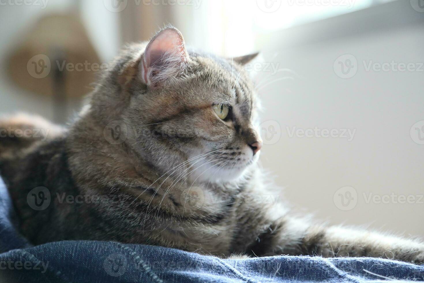 Adult Tabby Cat photo