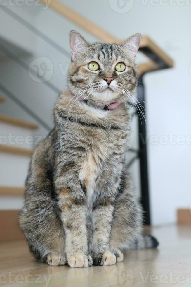 Adult Tabby Cat photo