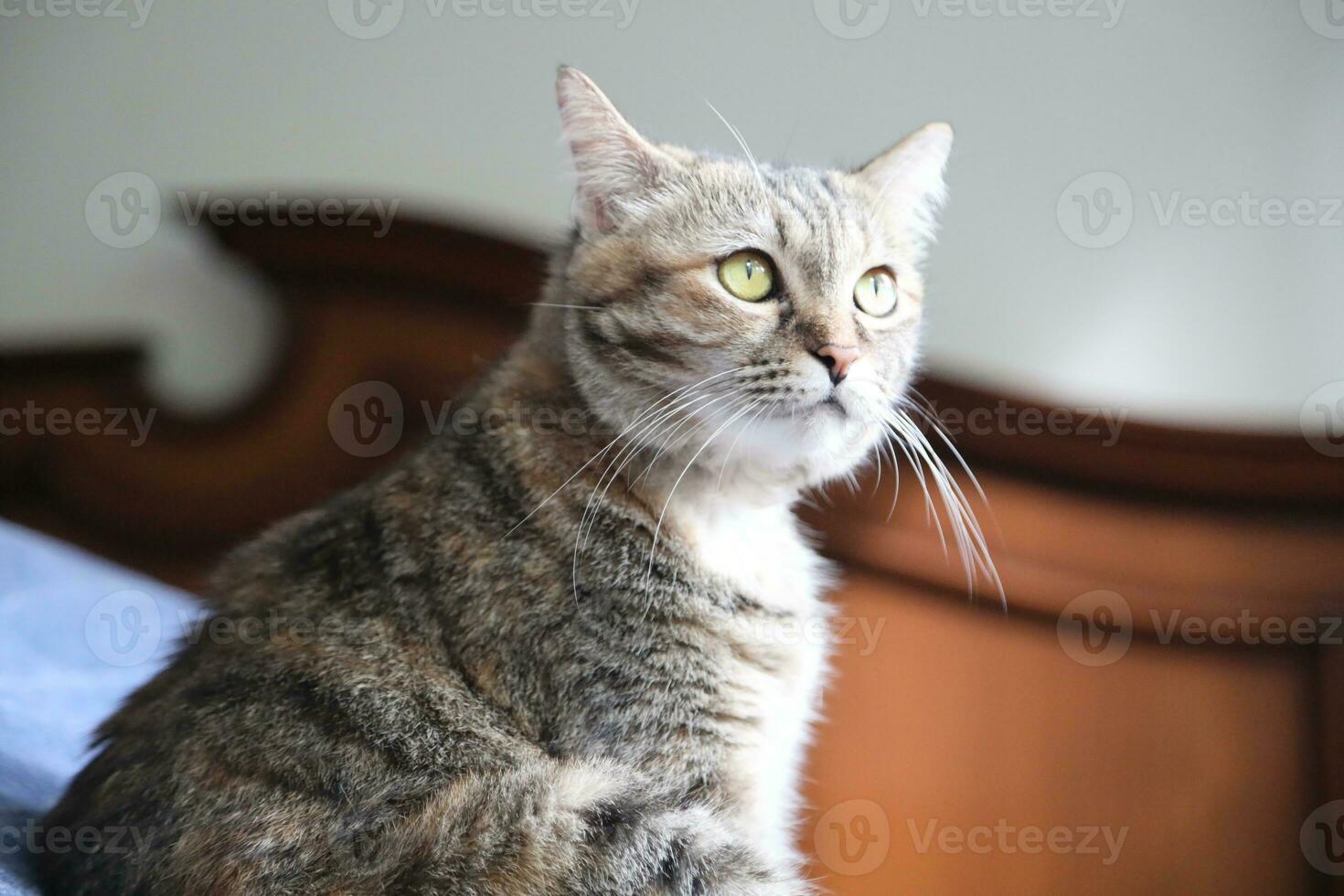 Adult Tabby Cat photo