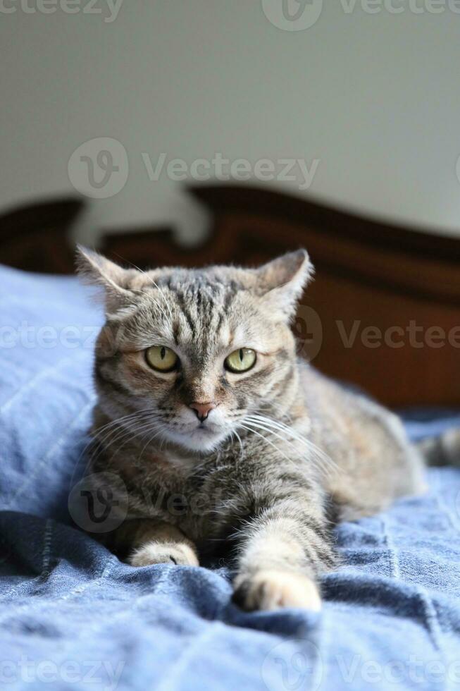 Adult Tabby Cat photo