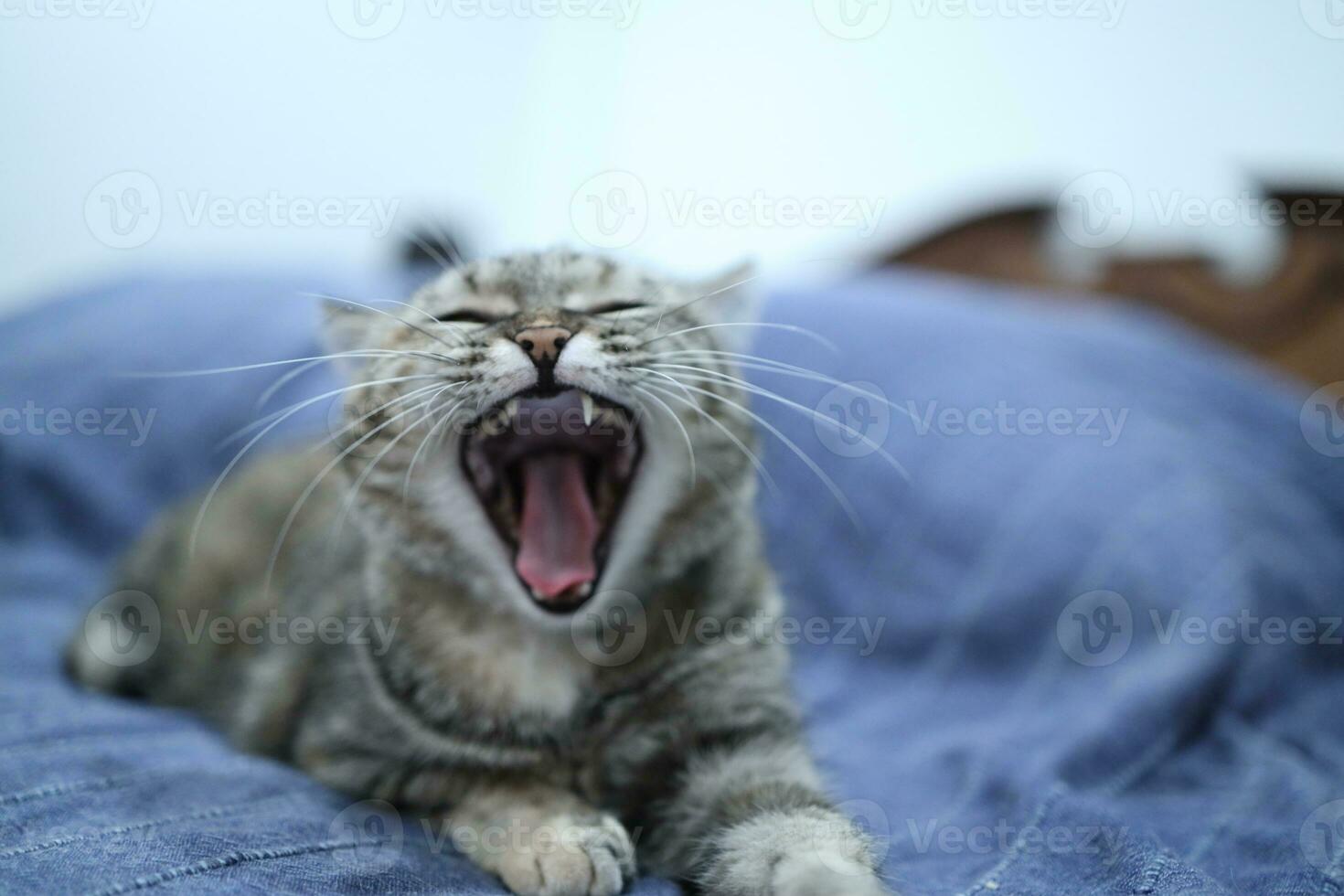 Adult Tabby Cat photo