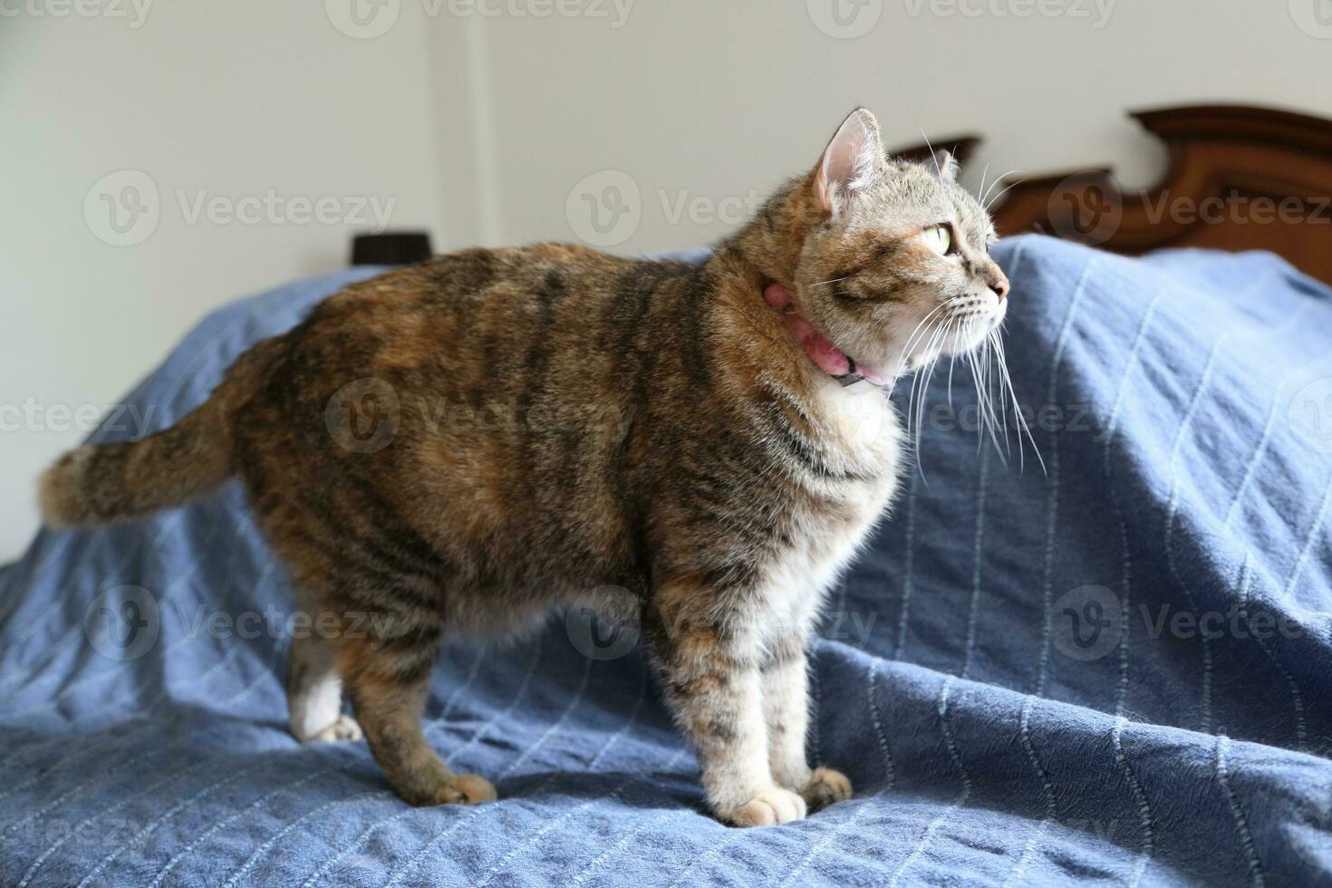 Adult Tabby Cat photo