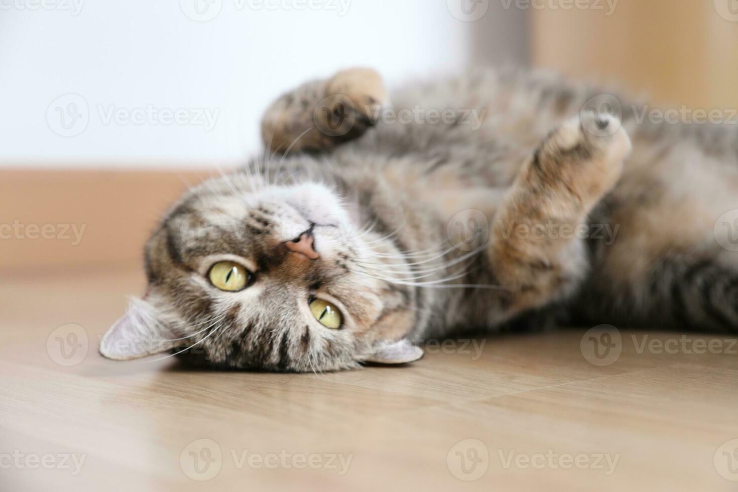 Adult Tabby Cat photo
