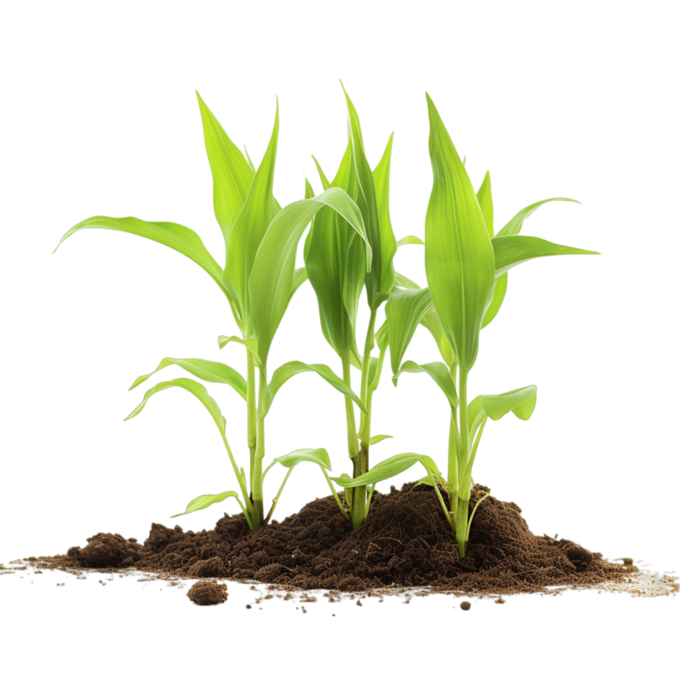 AI generated Corn outdoors plant field png