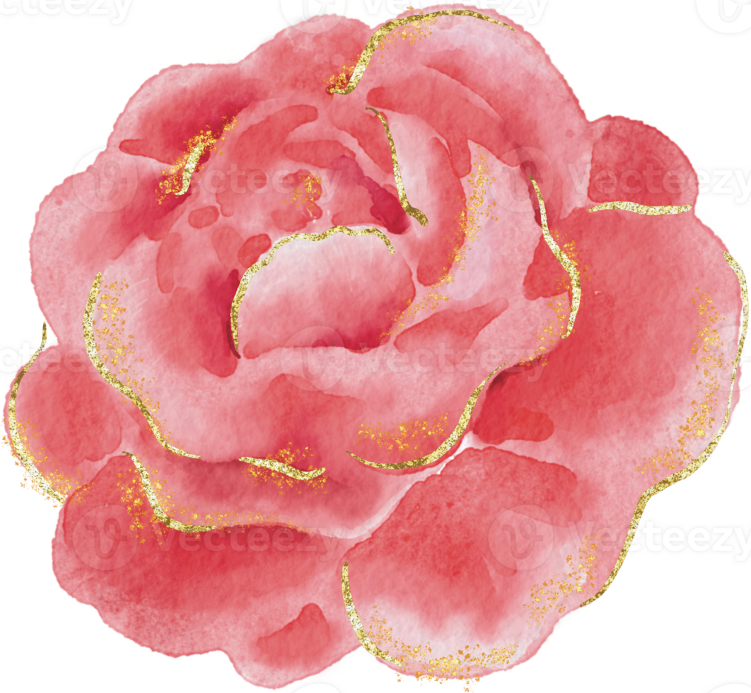 Rose watercolor valentine illustration png