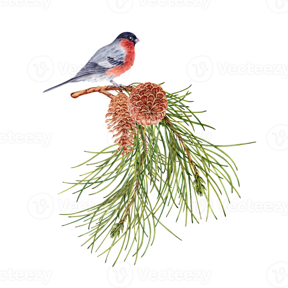 Winter forest composition with pine tree branches, bullfinch birds and pine cones. Botanical design element. Watercolor illustration isolated on transparent background. For cards, flyers, invitations. png
