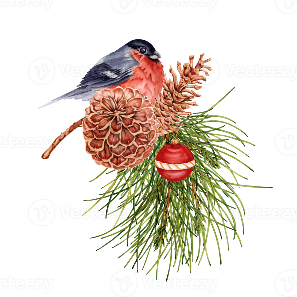 Christmas composition with red bullfinch bird perched on pine tree branch with pine cones and bauble. Hand drawn watercolor illustration isolated on transparent background. Winter card design element png