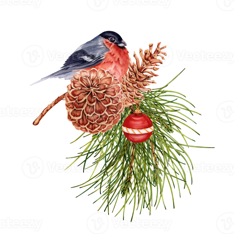 Natale composizione con rosso ciuffolotto uccello arroccato su pino albero ramo con pino coni e pallina. mano disegnato acquerello illustrazione isolato su trasparente sfondo. inverno carta design elemento png