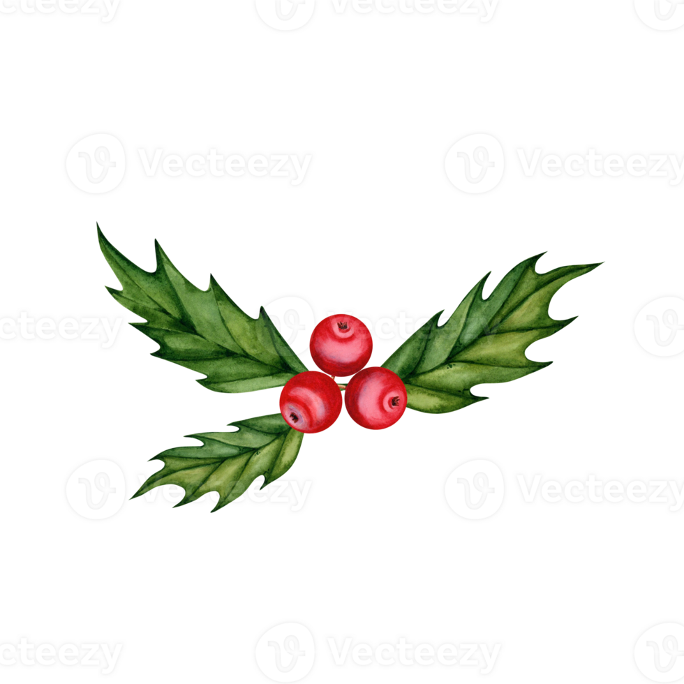 Holly branch with red berries. Evergreen plant. Christmas design element. Hand drawn watercolor illustration isolated on transparent background. Festive season cards, invitations, greetings, icon png