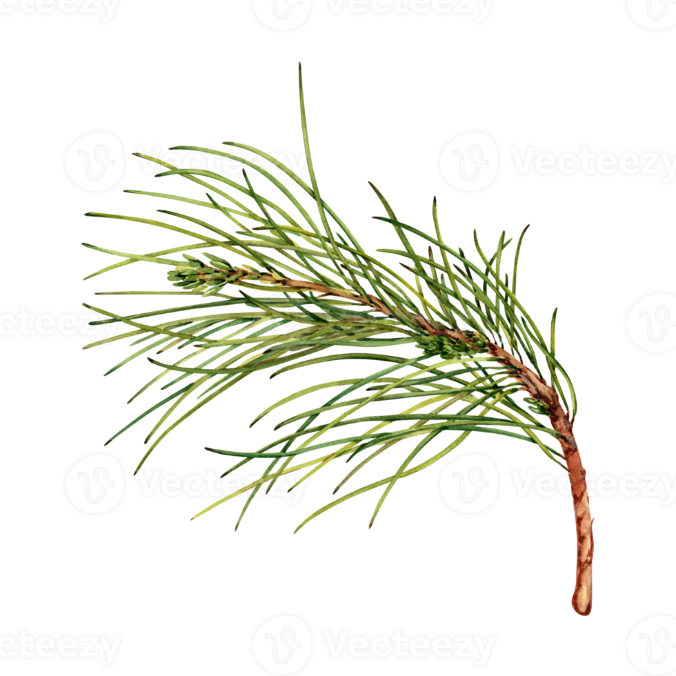 Green pine tree branch. Botanical design emelent. Hand drawn watercolor illustration isolated on transparent background. Winter forest spruce plant for holiday cards, seasonal greetings, invitations png