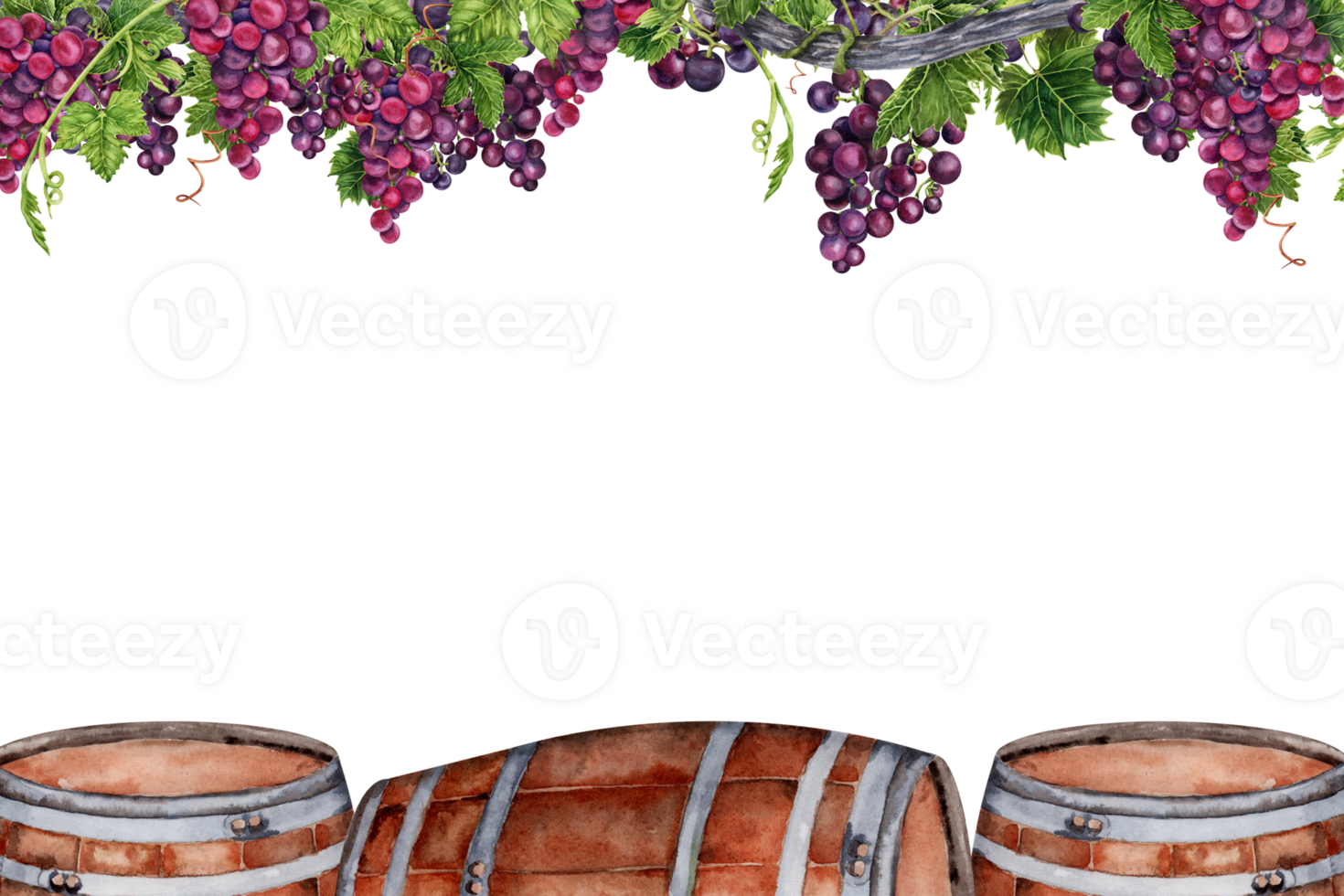 Postcard design with wine, port, whiskey barrels under bunches of grapes on vine branch. Watercolor illustration isolated on transparent background. Border frame for cards, menus, invitations, tasting png