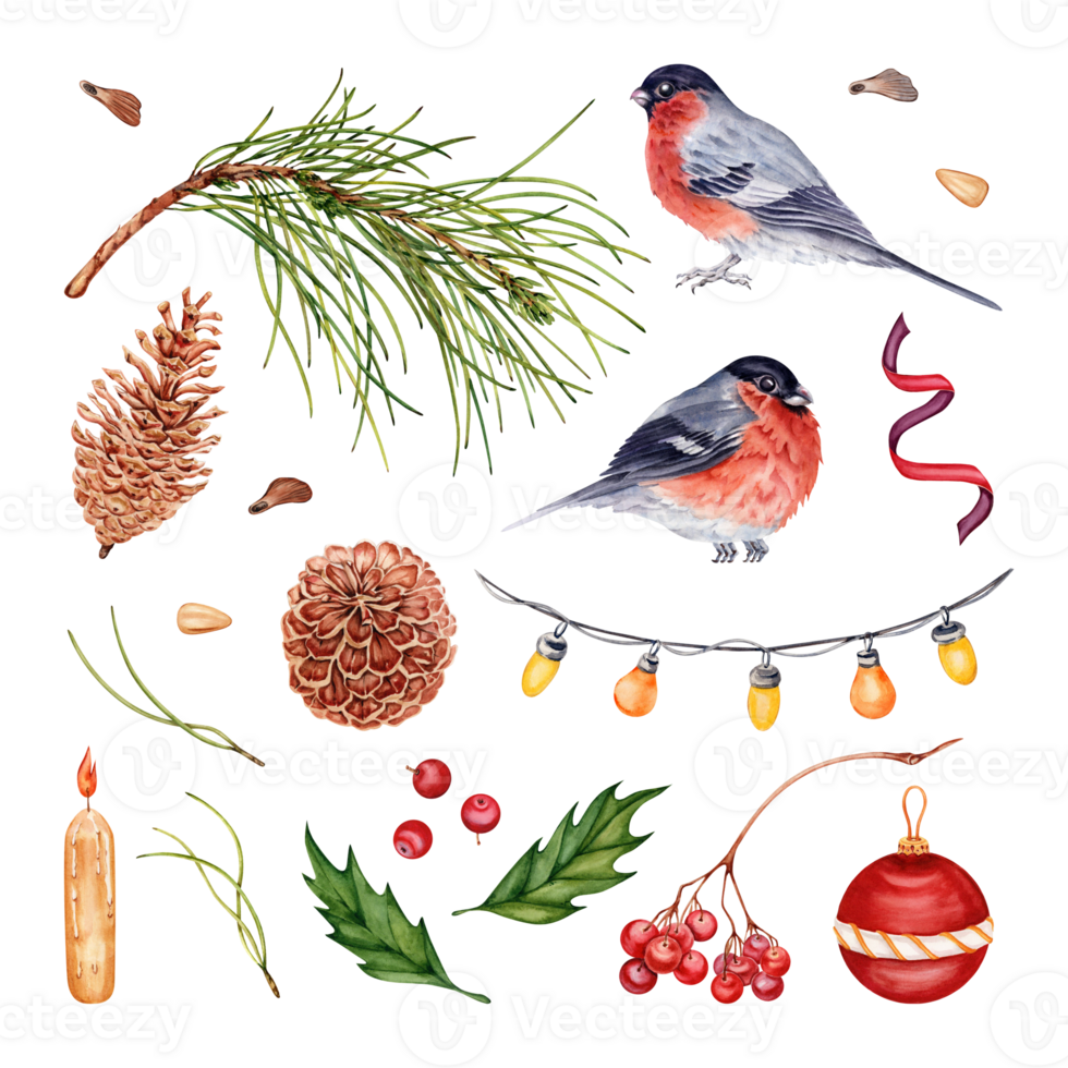 Christmas collection. Pine branch, cones, nuts and seeds. Bullfinch, holly, rowan berries, ribbon, ball and tree lights. Hand drawn watercolor illustration set isolated on transparent background. png