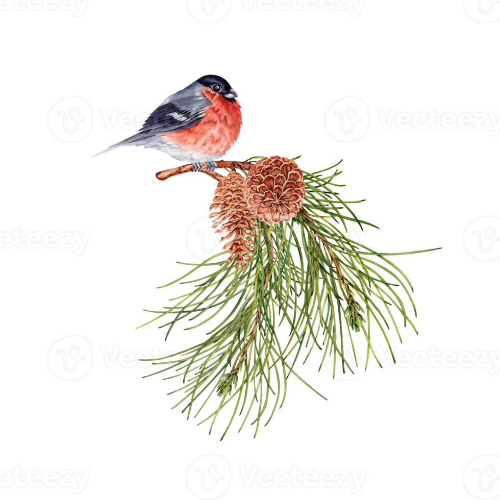 Winter forest composition with pine tree branches, bullfinch birds and pine cones. Botanical design element. Watercolor illustration isolated on transparent background. For cards, flyers, invitations. png