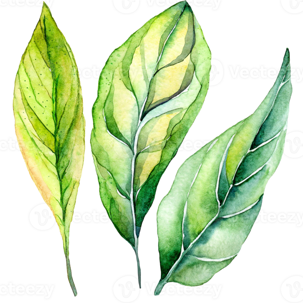 AI generated A watercolor painting of three green leaves on isolated. Suitable for nature-themed designs, botanical illustrations, eco-friendly concepts, and organic product branding. png
