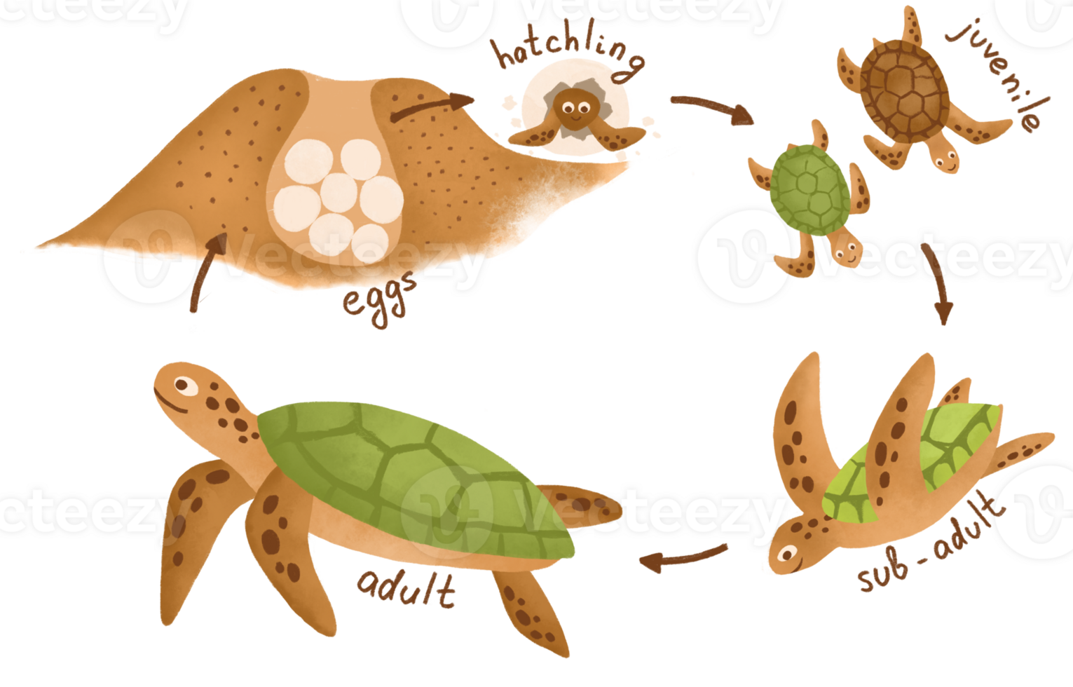 Sea turtle life cycle infographic. Educational marine animal for preschoolers diagram - adult, eggs, hatchling, juvenile, subadult. Biology home study poster for kids, sea turtle illustration. png