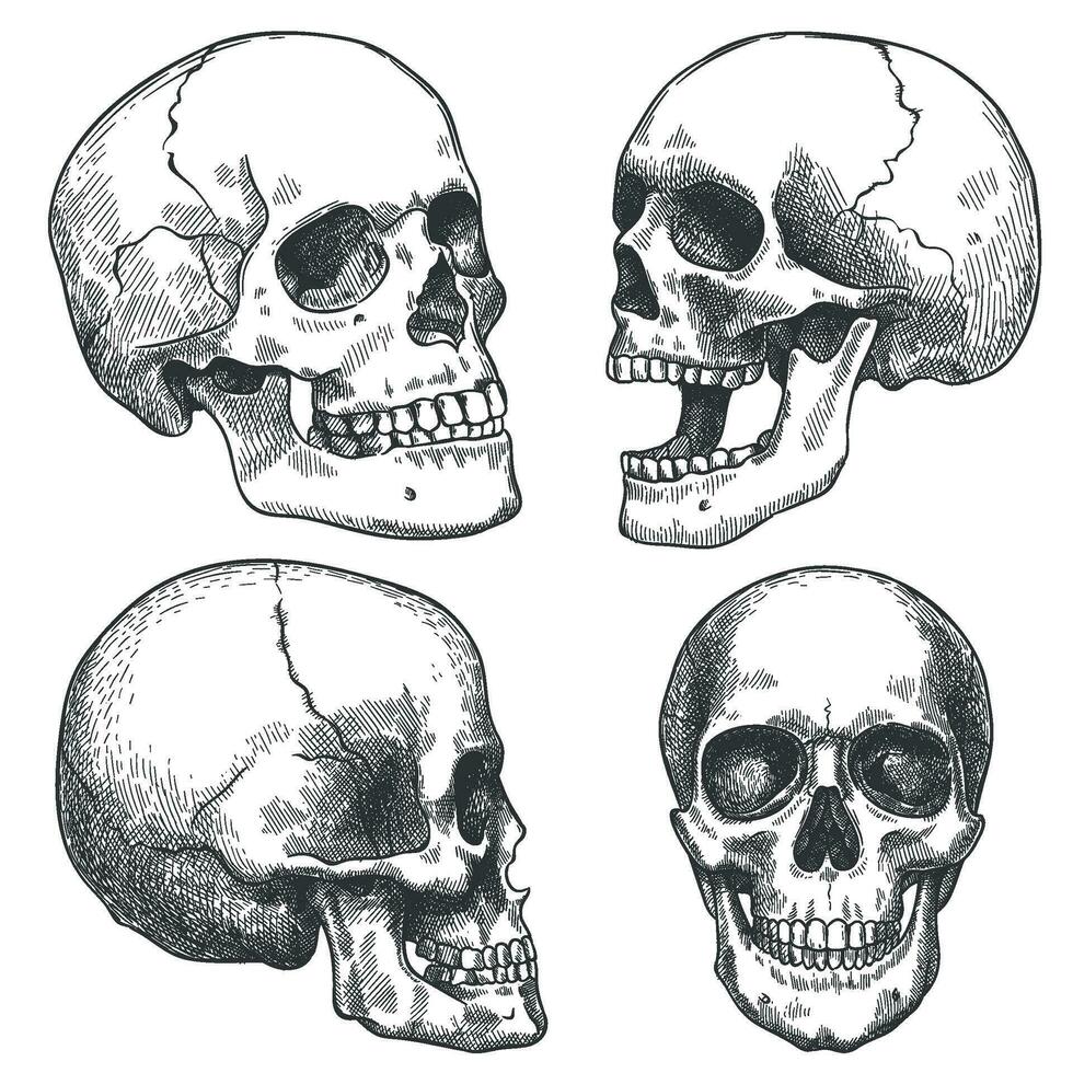 bosquejo cráneo. mano dibujado anatómico calaveras en diferente proyección, monocromo tatuaje obra de arte, anatomía cara Víspera de Todos los Santos horror vector elementos