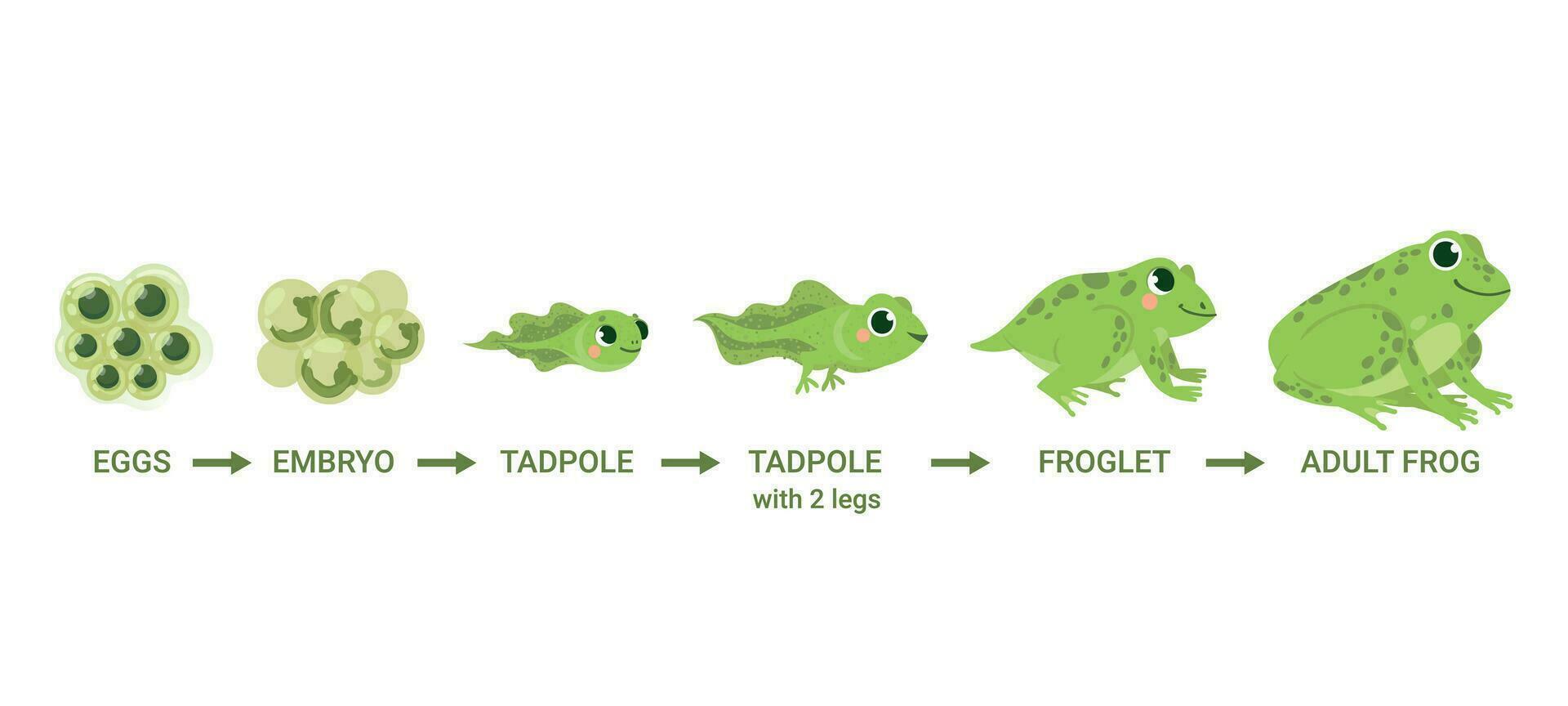 Frog life cycle. Egg masses, tadpole, froglet, frog metamorphosis. Wild water animals, evolution development toads cartoon vector diagram