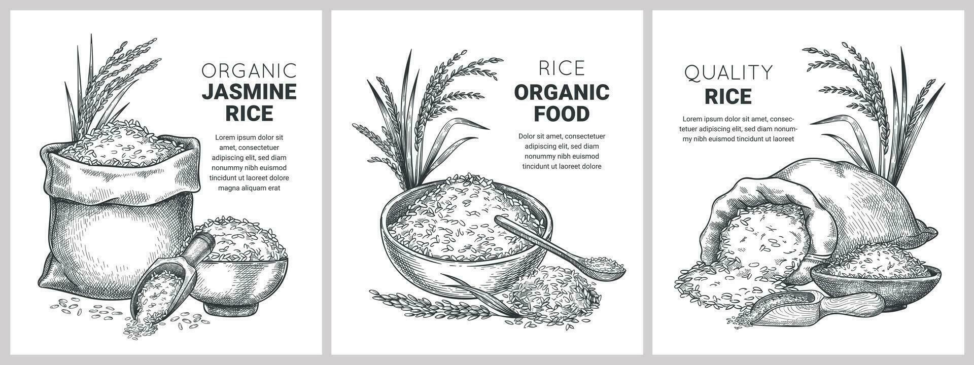 Hand drawn rice label. Retro sketch organic cereal grains in bag and bowl. Farm basmati and wild jasmine rice. Vector flour packages concept