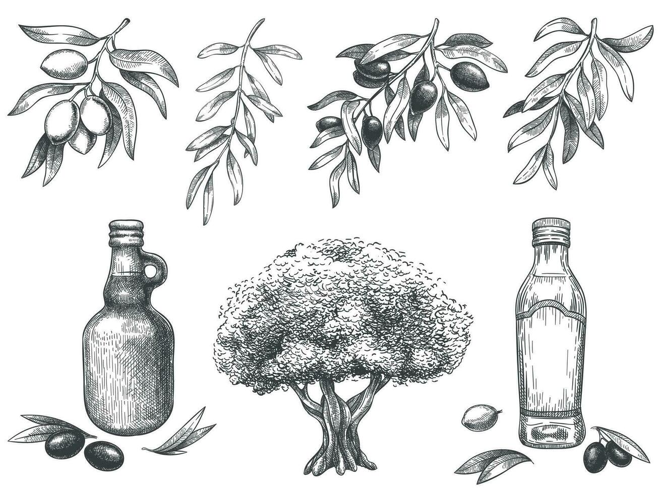 Engravied olive oil. Hand drawn olives tree, sketch oil bottle and olive branches with leaves vector illustration set