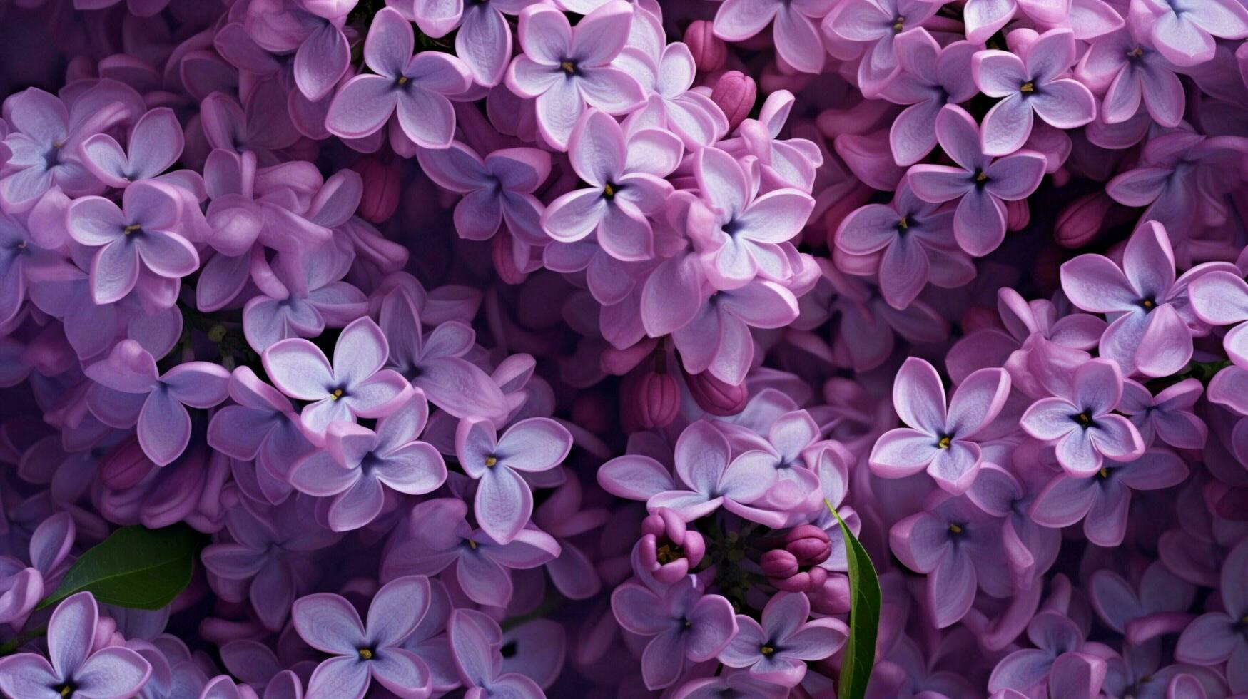 AI generated Lilac hard background photo